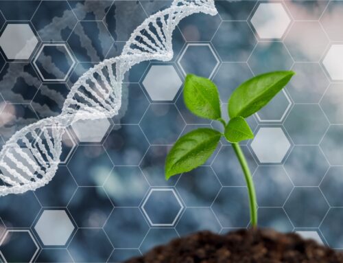 Genetika vagy környezet (nature vs nurture) a fő meghatározója az egészséges öregedésnek?